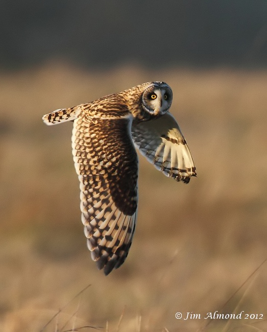 Short eared Owl flight head turned to right Northants 15 1 12 IMG_7437